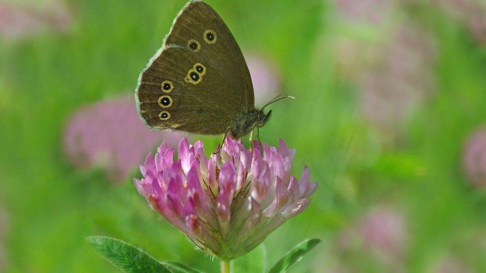 Ringlet butterfly