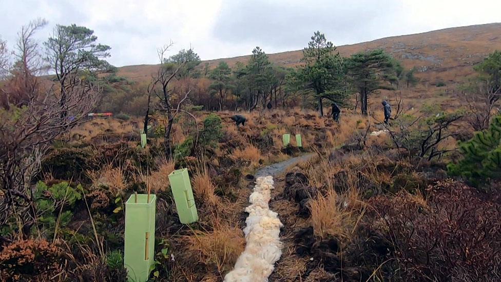 Laying a wool path in Uist