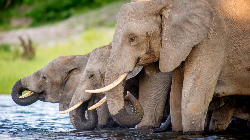 Elephants in Botswana