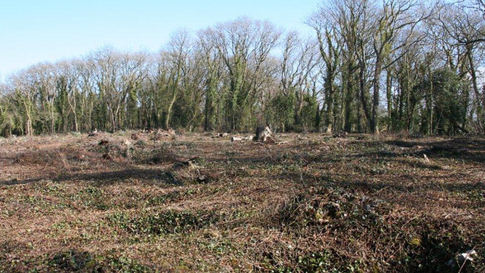 Image of Worlebury Camp iron-age hill fort