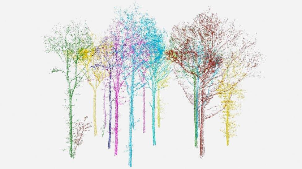 Image created from laser scan of a group of trees in Wytham Wood, Oxfordshire