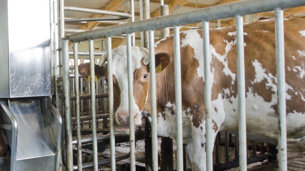 A dairy cow in Finland