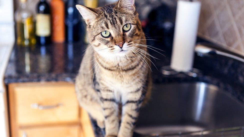 Cat in a kitchen - not the culprit