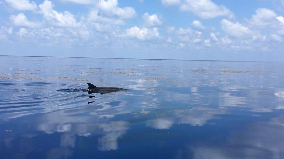 Sargassum contributes to ocean health by providing habitat