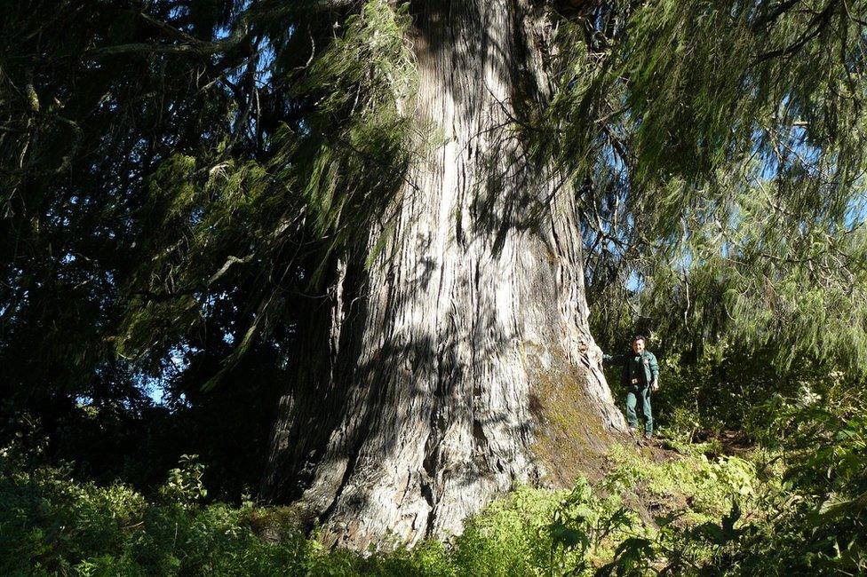 Bhutan national tree