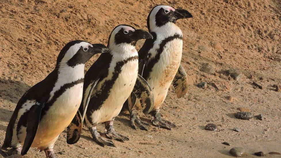 Penguins at Living Coasts zoo