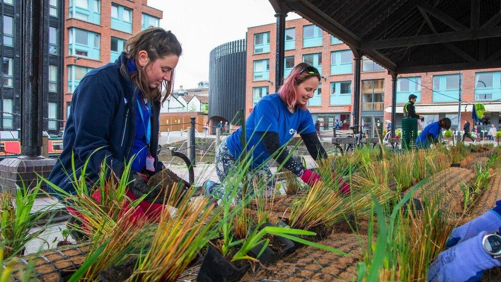 Volunteers creating a reed bed