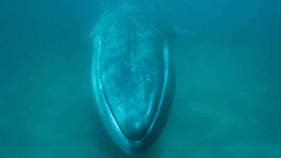 fin whale