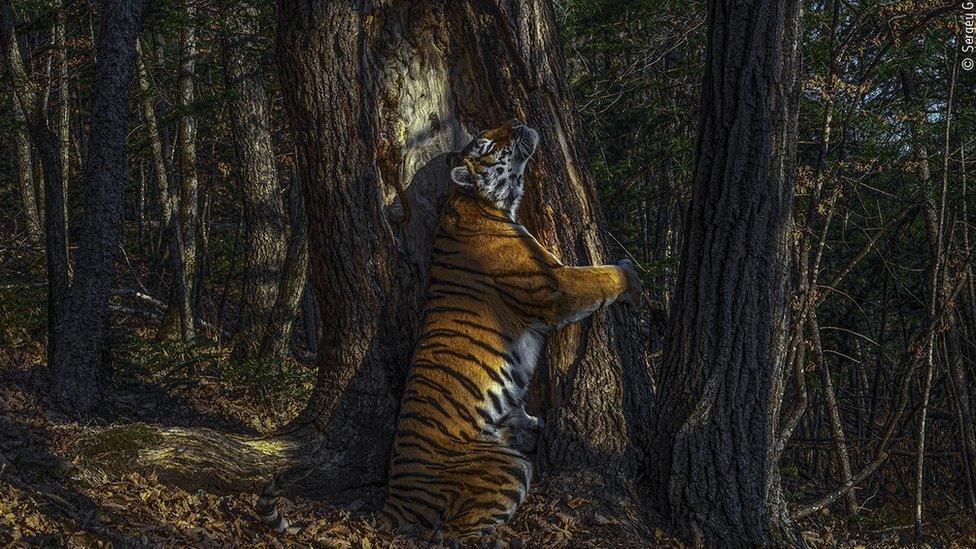 amur, siberian tiger, hugging an ancient Manchurian fir