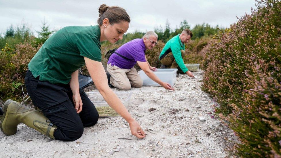 Sand lizards being released at Puddletown Forest