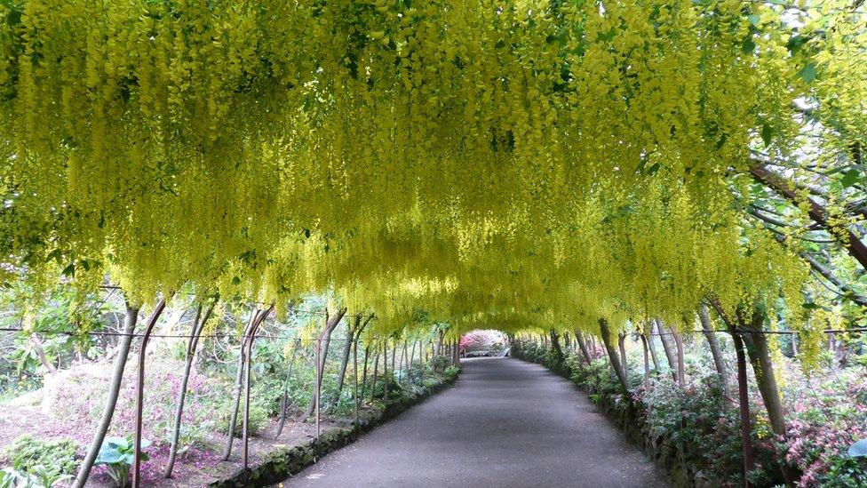 Denise Strong's view of the famous laburnum arch in full flower at Bodnant Gardens, Colwyn Bay.