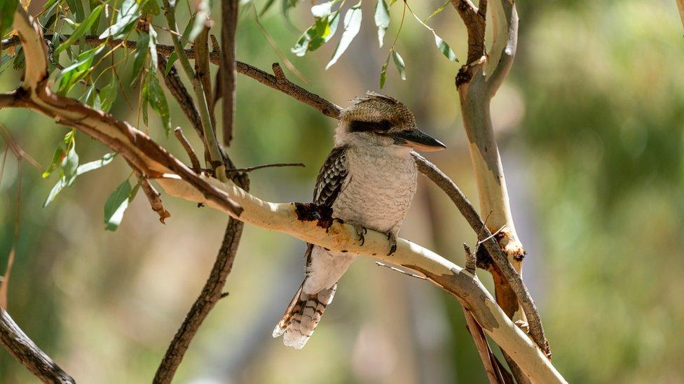 Kookaburra in national park