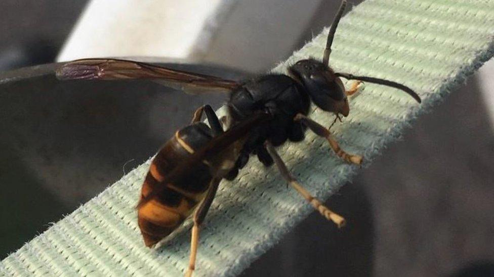 Asian hornet queen