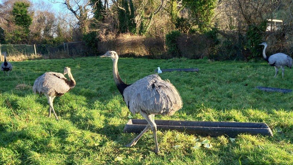 Rheas at Curraghs Widlife Park