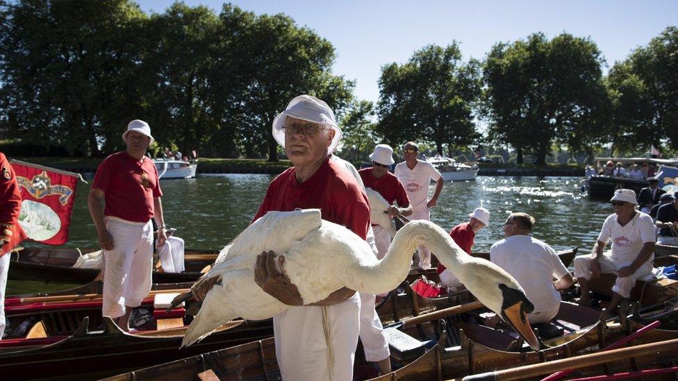 A man holds a swan ready for tagging.