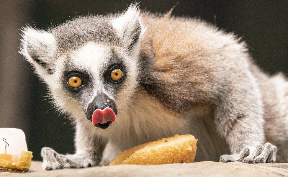 Lemur