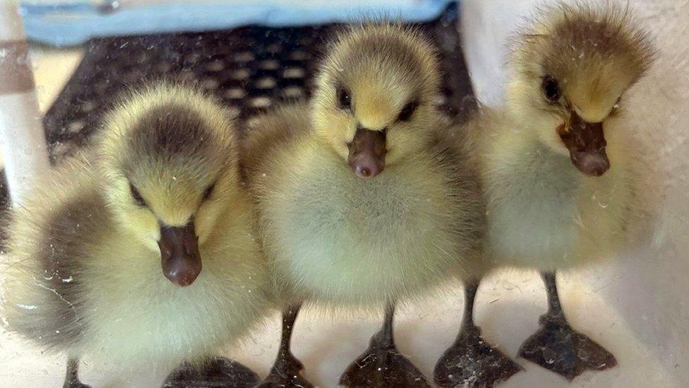 Three yellow goslings