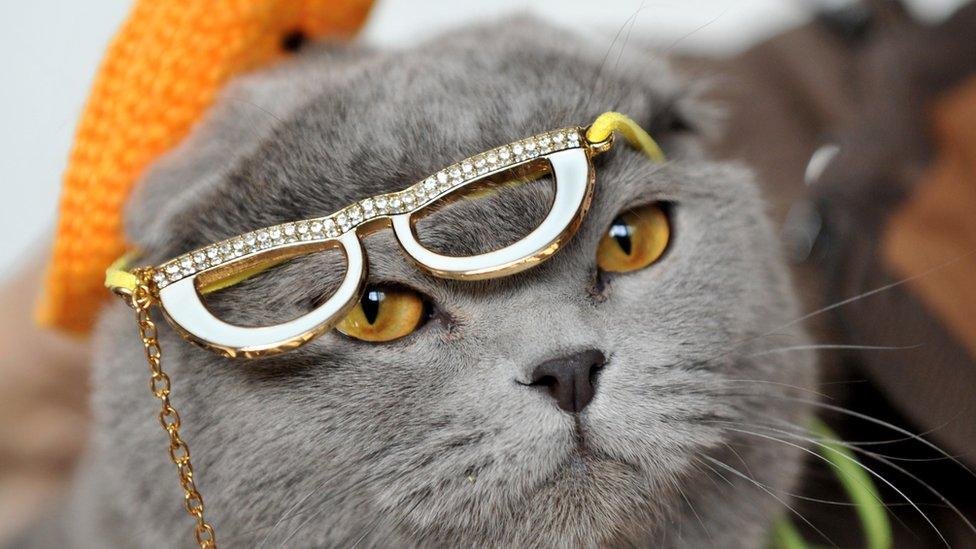 Wearing a hat and glasses a Scottish Fold cat looks on during a cat exhibition in Bishkek on March 23, 2013