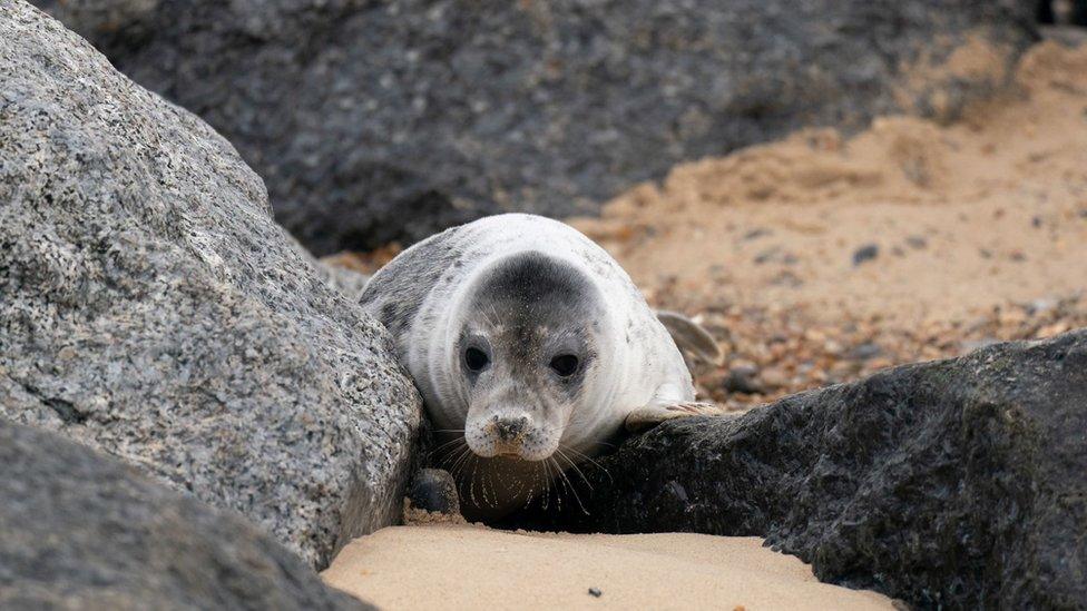 Grey seal