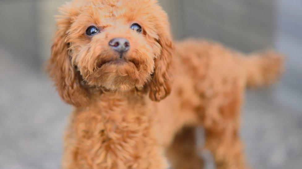 Dog