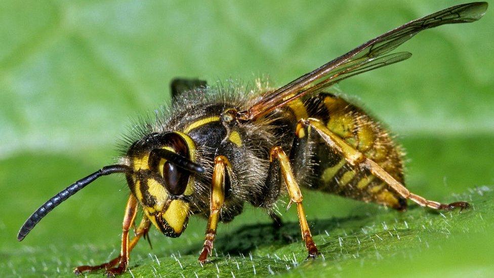 Common wasp (Vespula vulgaris) queen on leaf