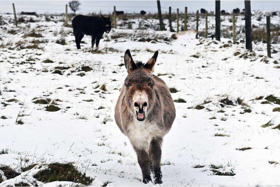 Donkey in the snow