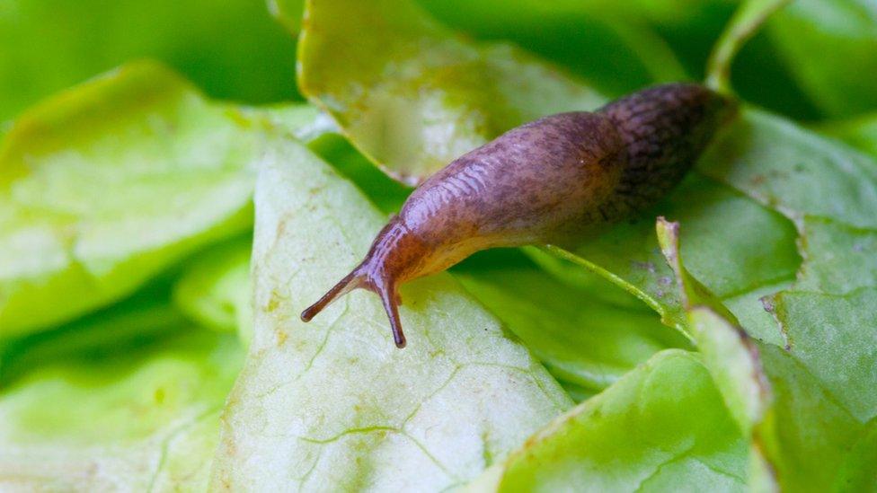 Slug-on-a-leaf.