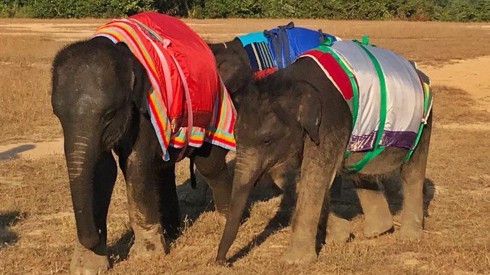 Baby elephants in woolly jumper