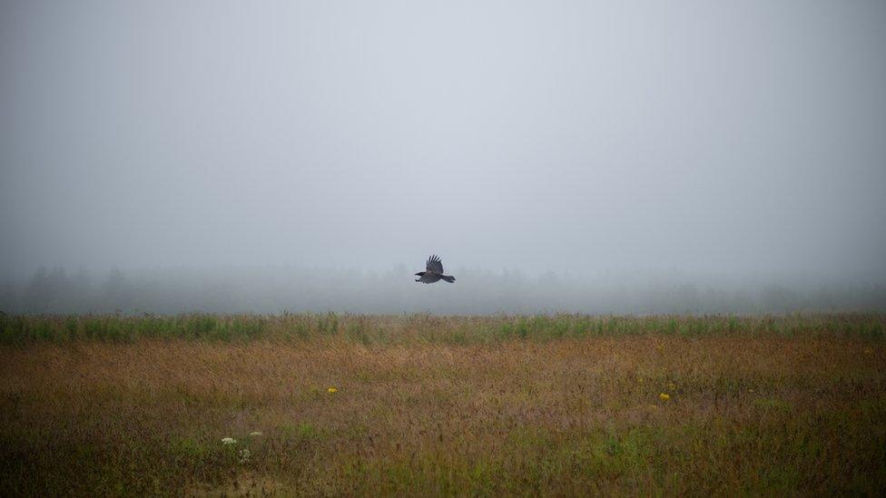 Culloden Battlefield