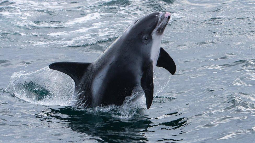 A white beak dolphin jumps out of the sea