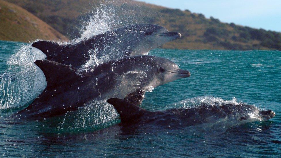 Surfing bottlenose dolphins. Wild Coast, South Africa.