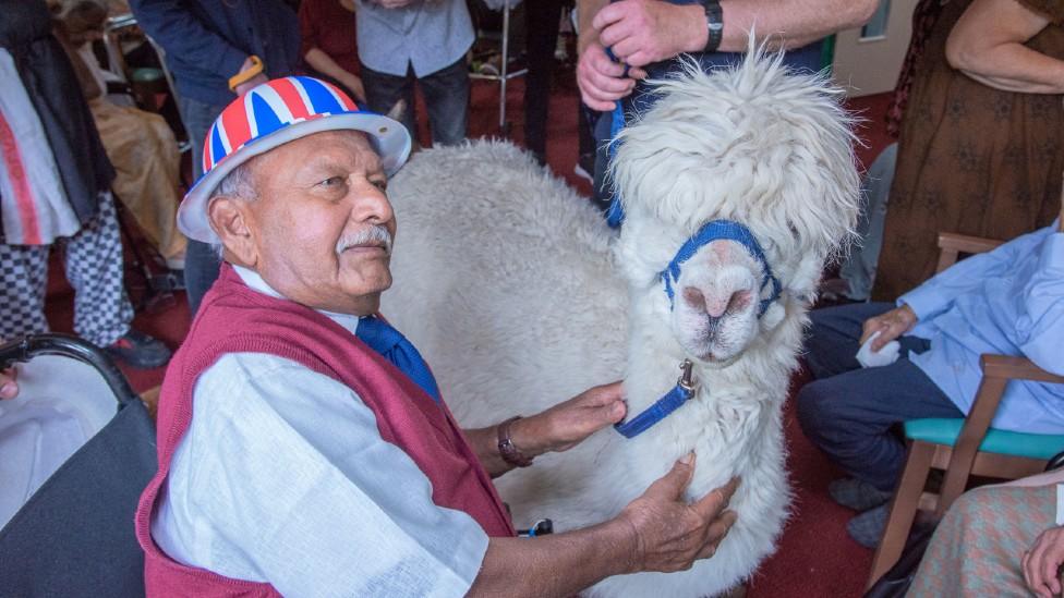 Alpaca in care home