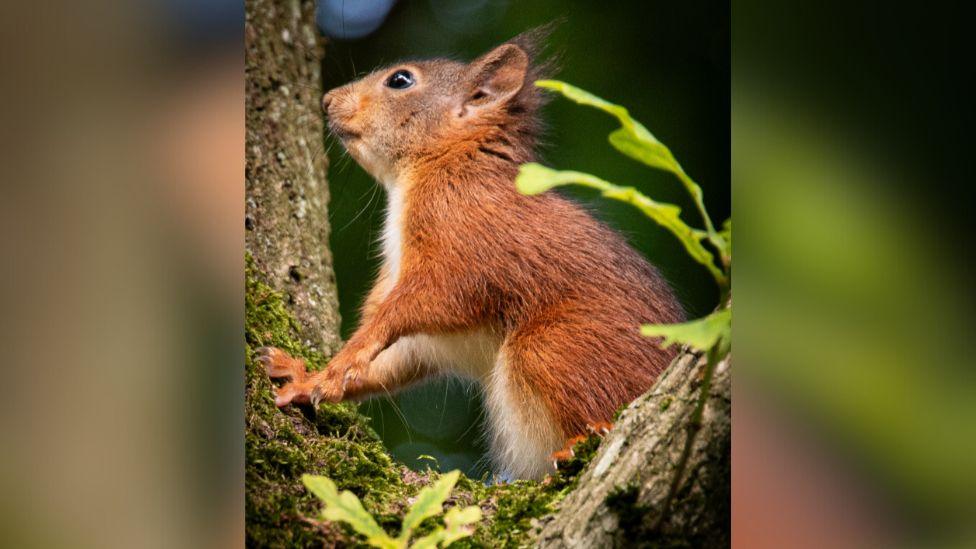 Red Squirrel on branch