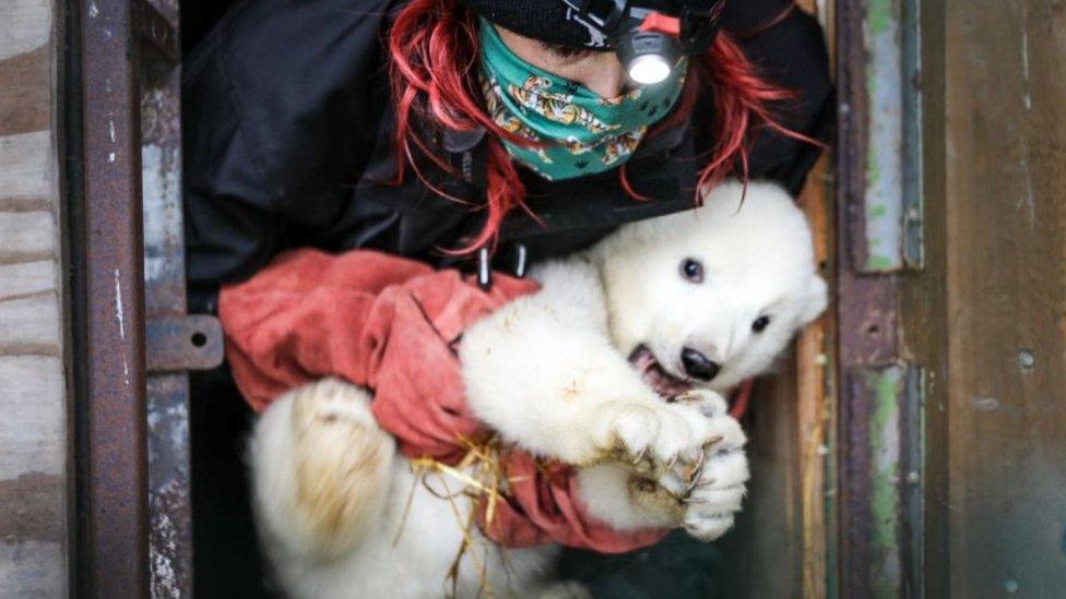 Polar bear cub