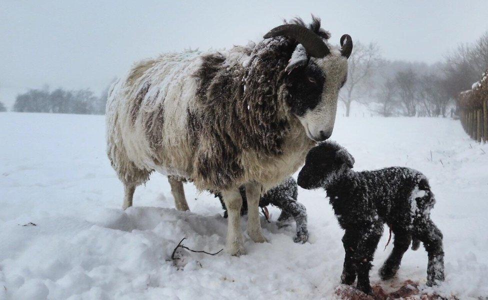 Two newborn lambs with their mother in the snow