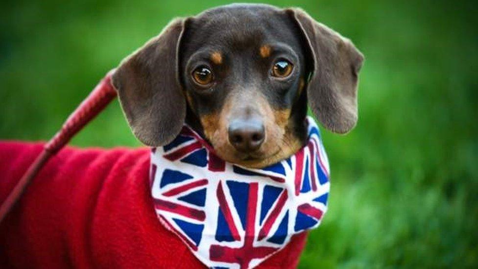 A dog wearing a Union flag bandana in Windsor ahead of the wedding of Prince Harry and Meghan Markle.