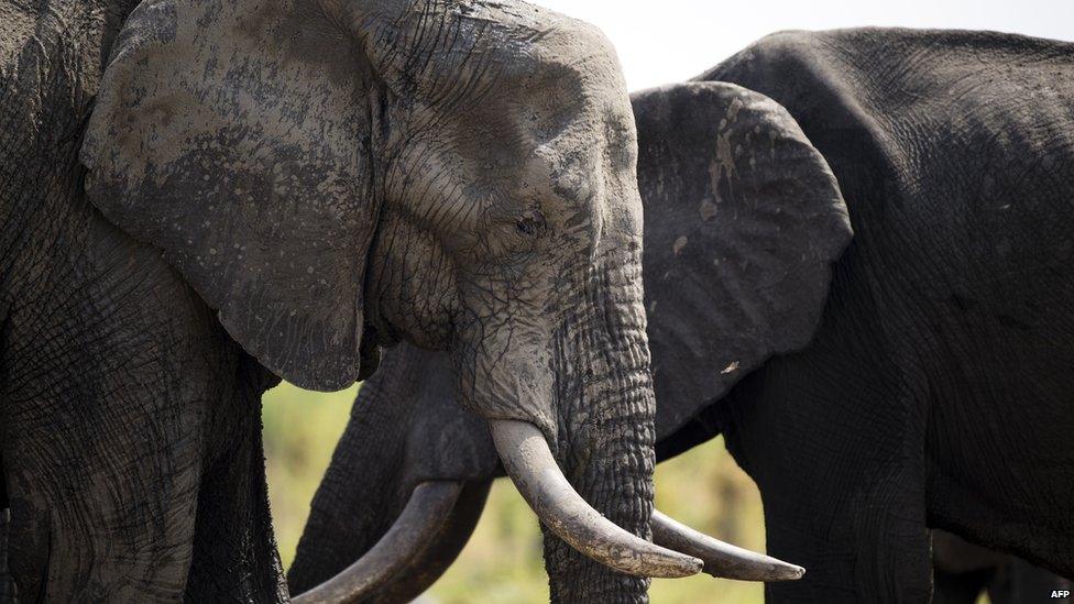 Two elephants in Hwange park