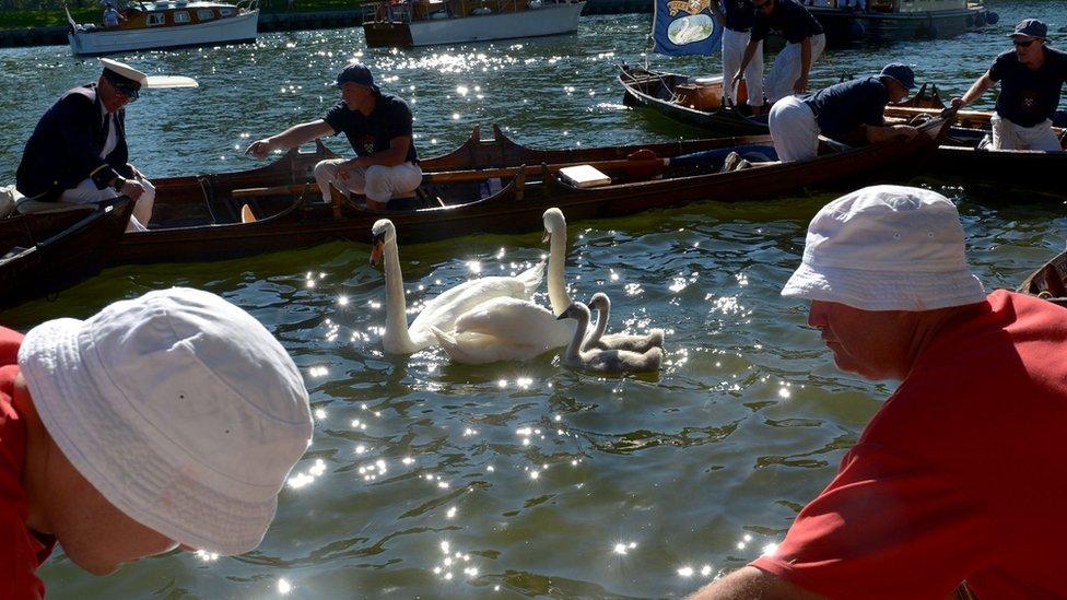 Swans on the River Thames being counted during the annual Swan Upping.