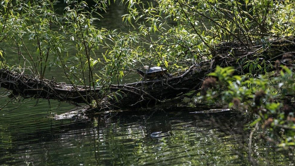 The terrapins may have been at Ninesprings for up to 15 years