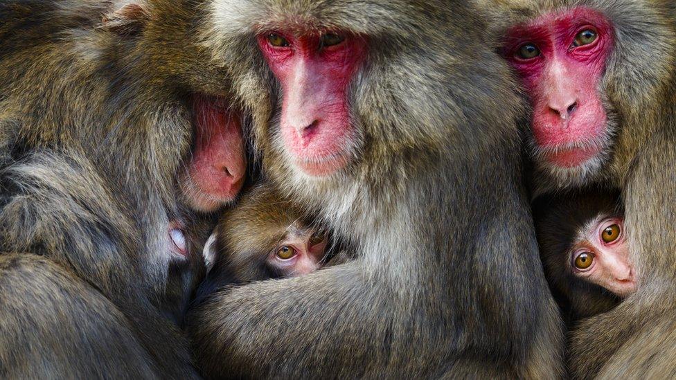 A group of macaque monkeys snuggle together with bright red faces providing a contrast to their creamy brown fur.