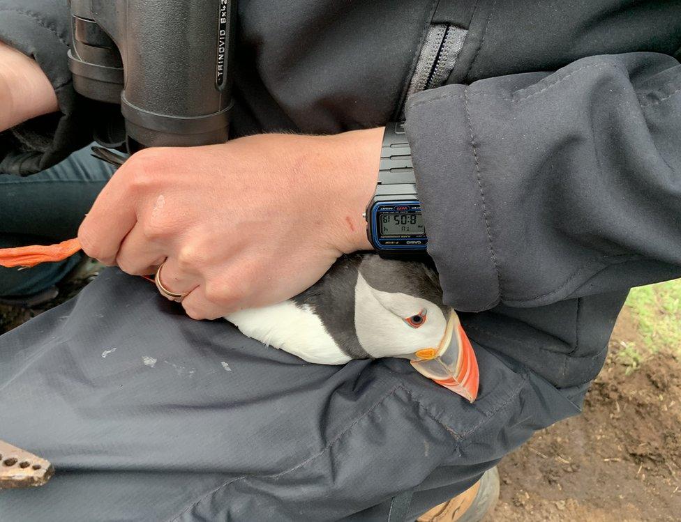 Puffin on the Isle of May