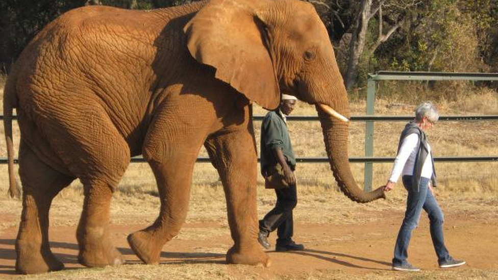 Helen Nicholl with an elephant