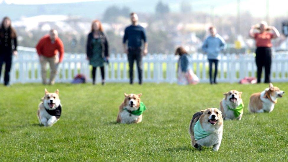 Musselburgh corgi race