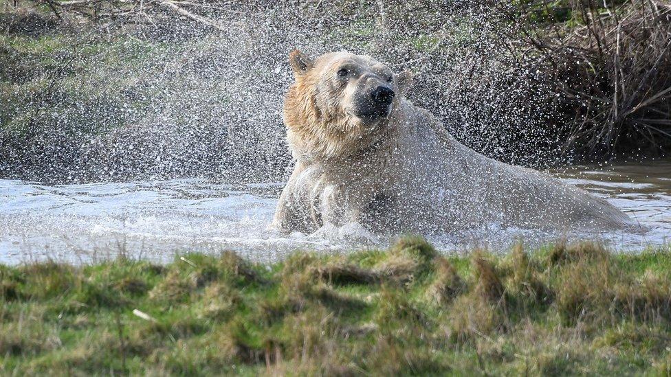 Rasputin the polar bear shaking water off himself