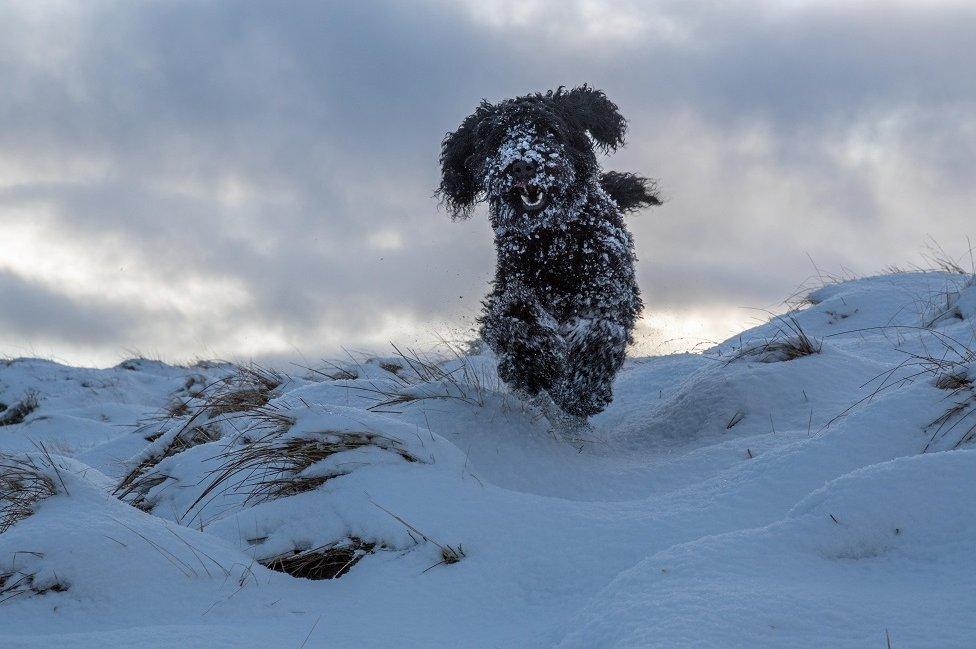 Buddy the dog in the Galloway Hills