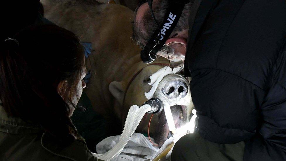 Dentist works on polar bear's teeth