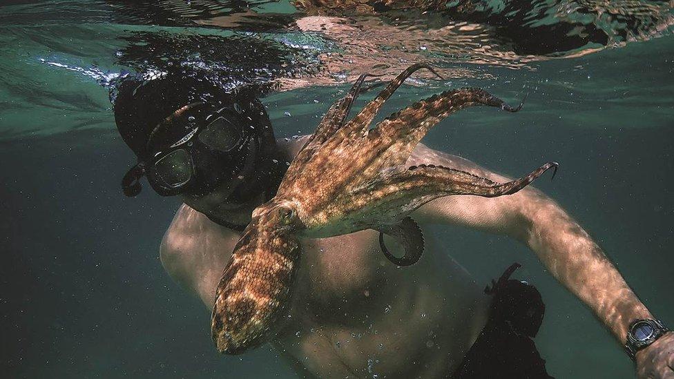 Diver with octopus