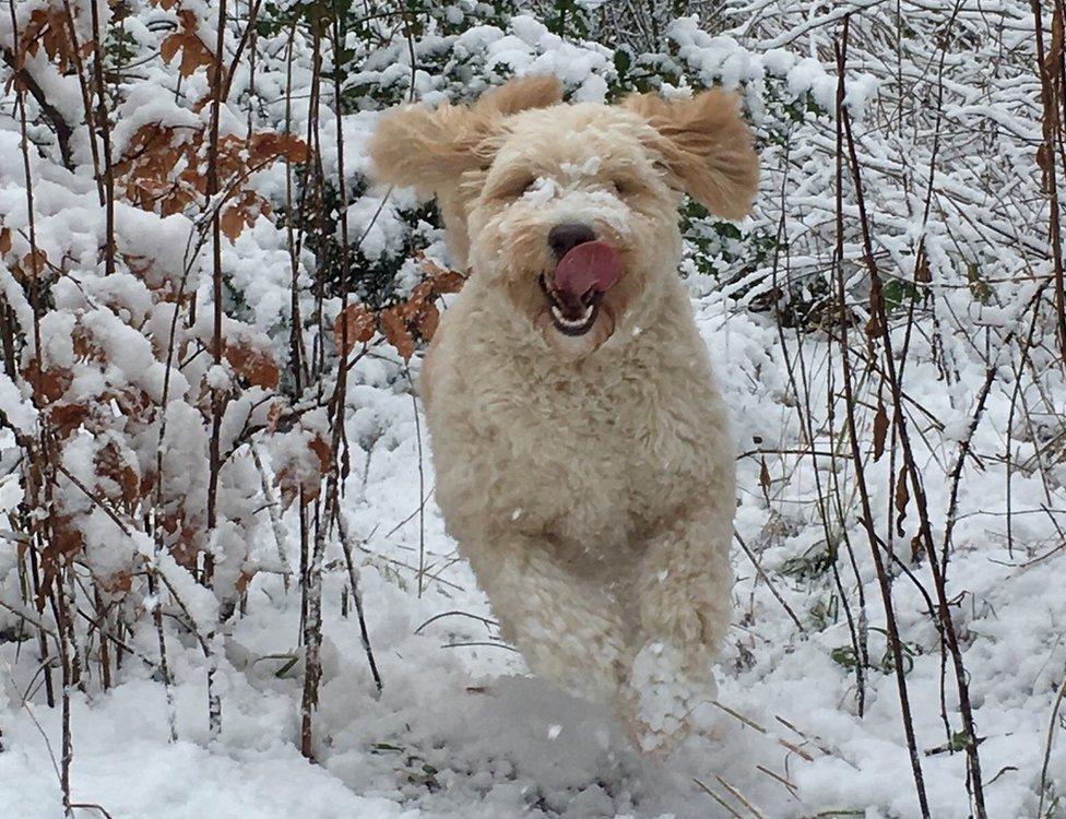 Martin Caldwell sent in this pic of Ludo the Labradoodle, enjoying the snow in Alness