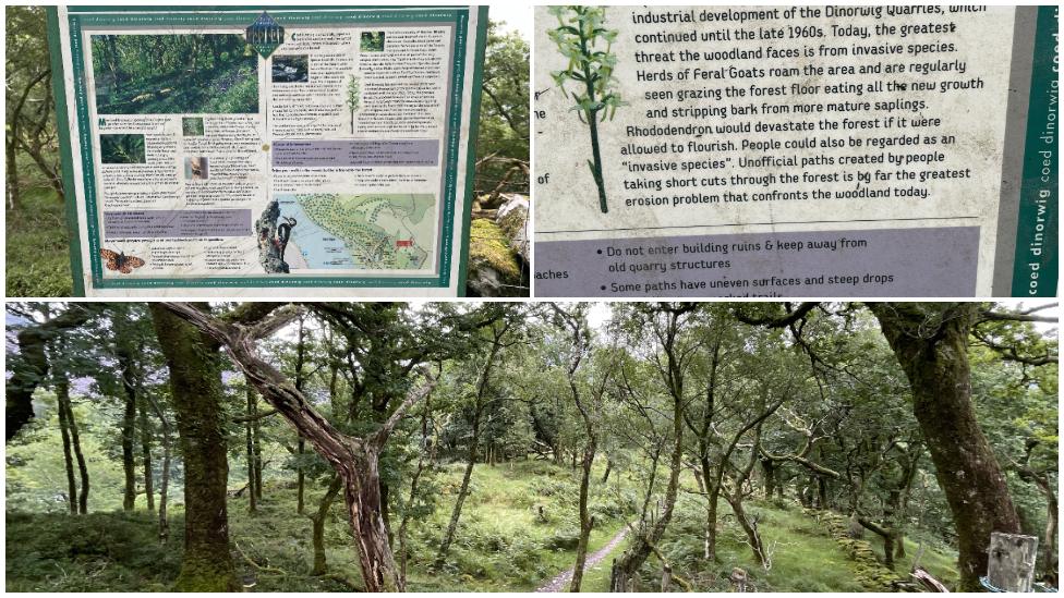 Signs and Coed Dinorwig