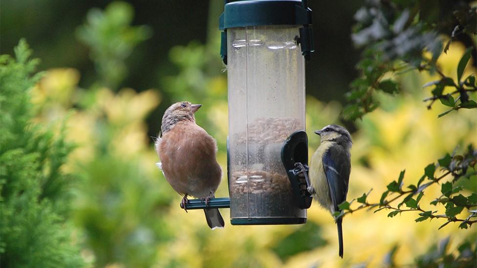 Two birds feeding